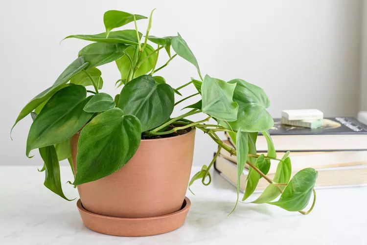 Philodendron dans un pot de couleur terre cuite sur fond blanc