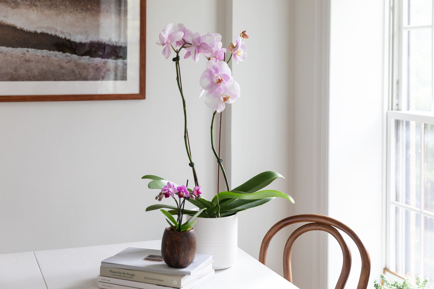 orchidées phalaenopsis sur une table