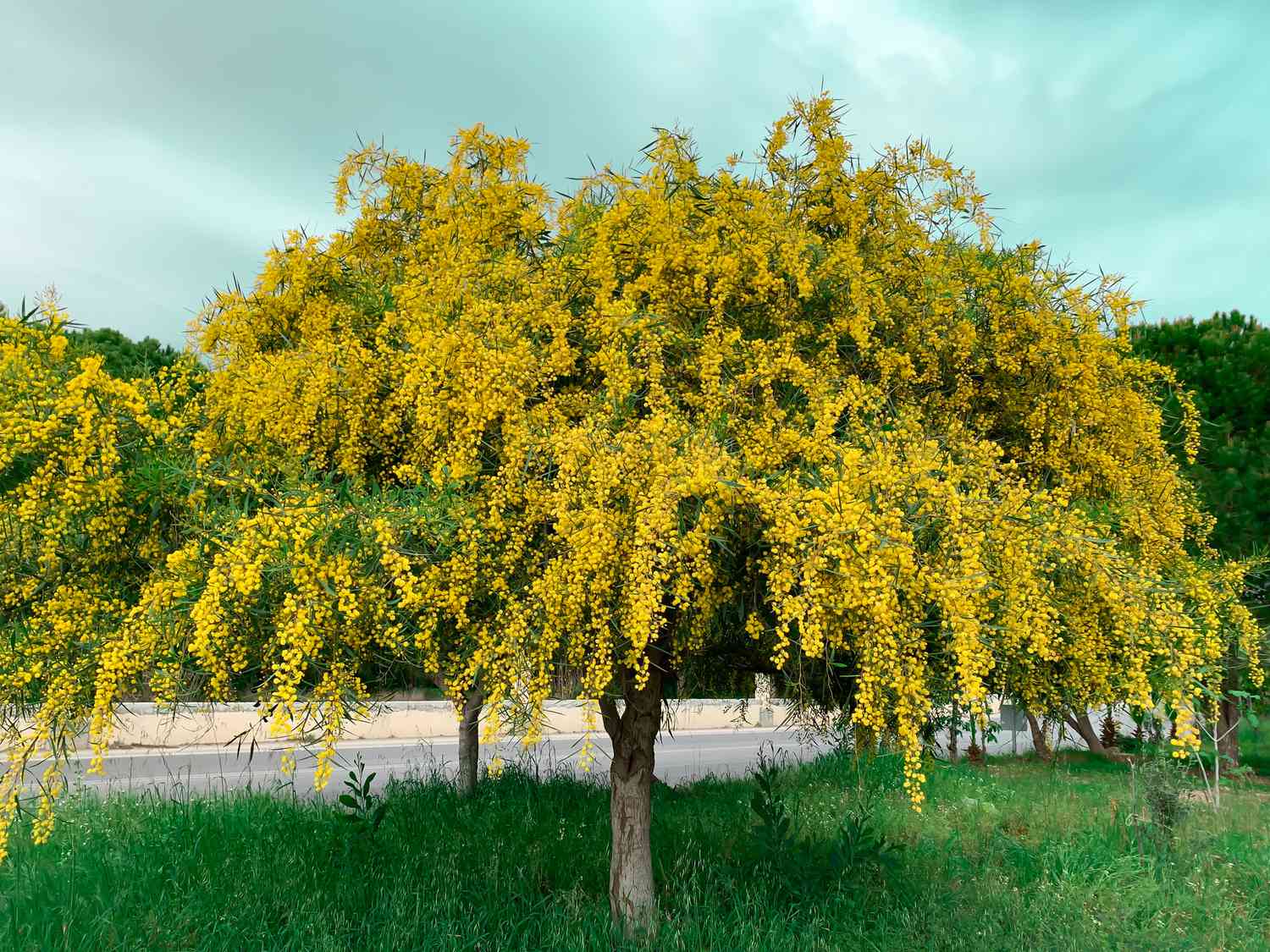 Acacia dealbata