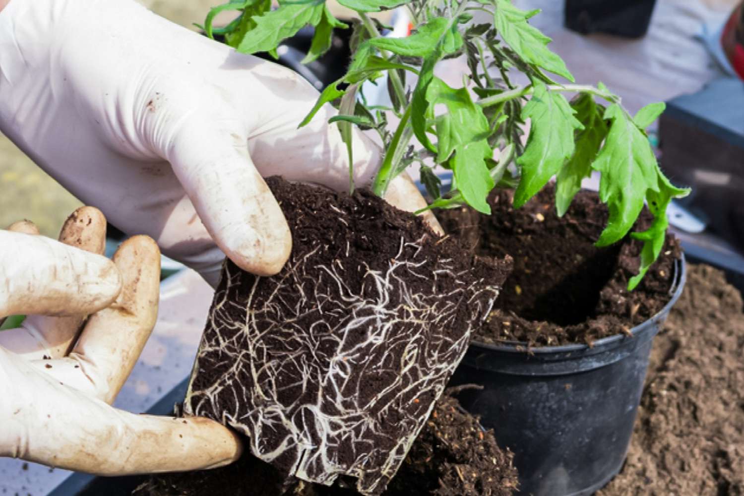 planter des tomates en profondeur