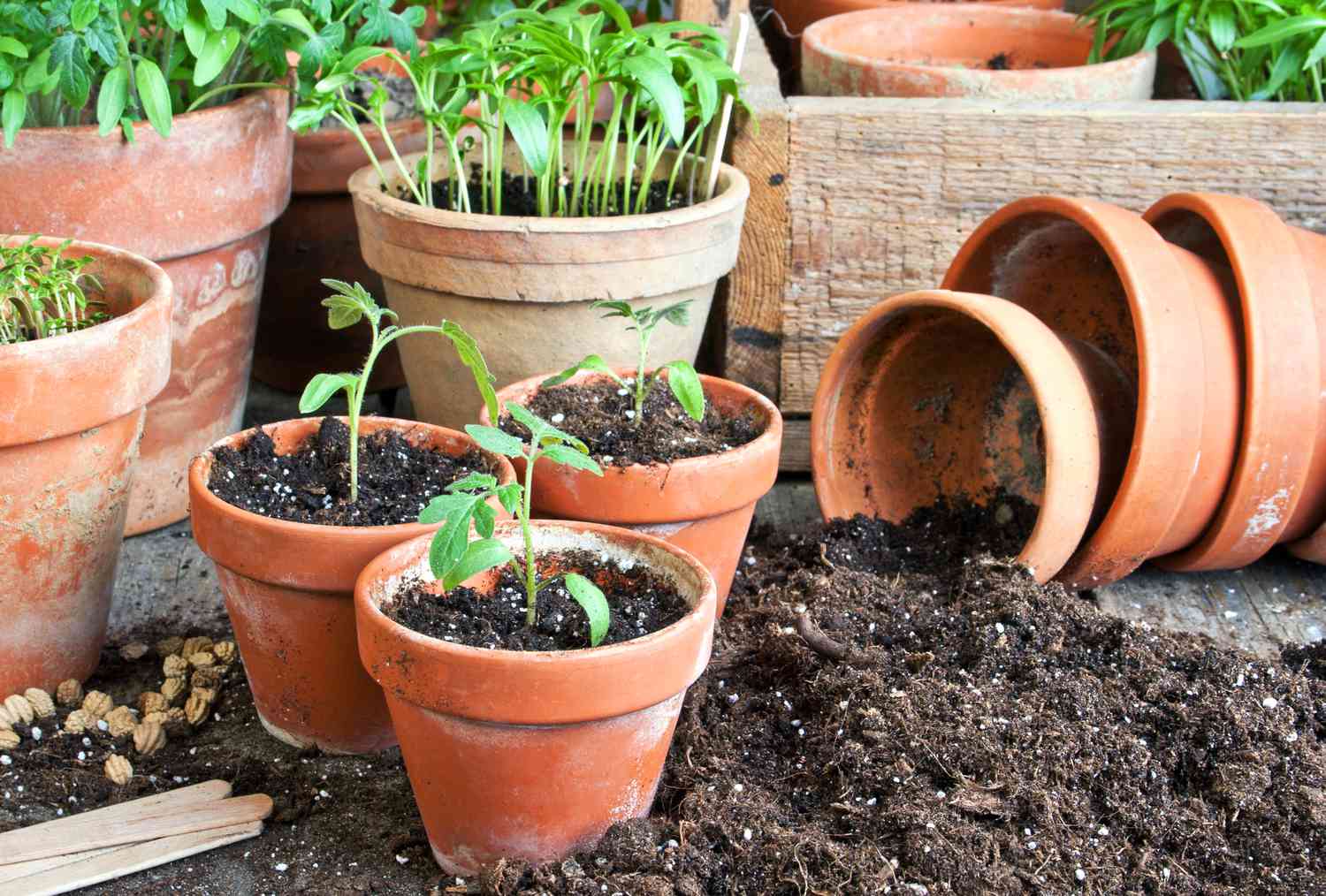 petits pots en terre cuite avec des plants de tomates à l'intérieur et de la terre autour d'eux