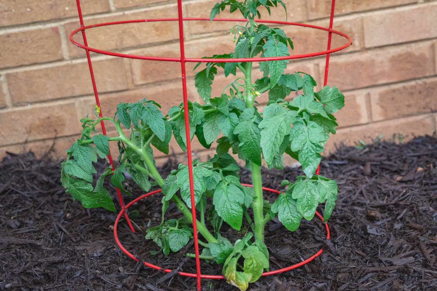 tomates déterminées entourées d'une cage