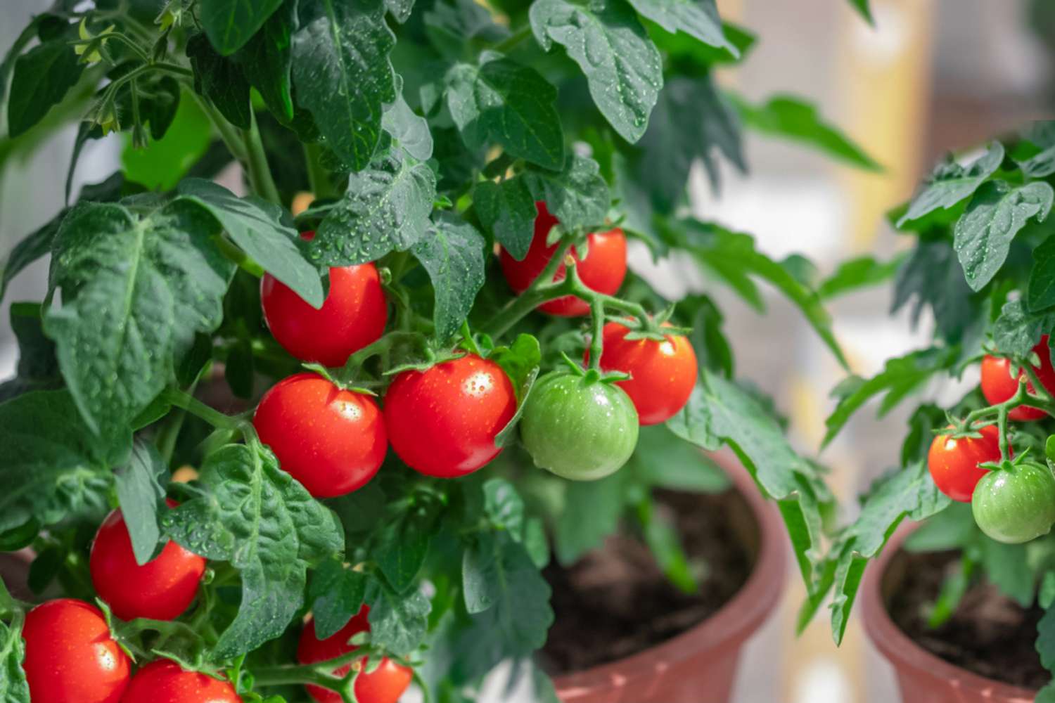 s'assurer que les tomates sont dans un endroit ensoleillé