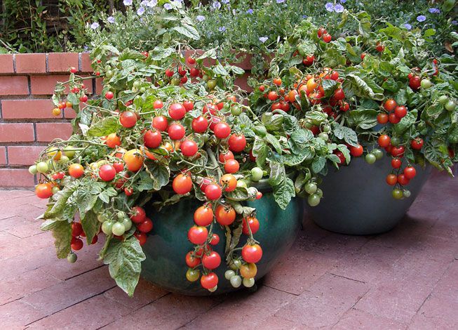 Un conteneur débordant de tomates