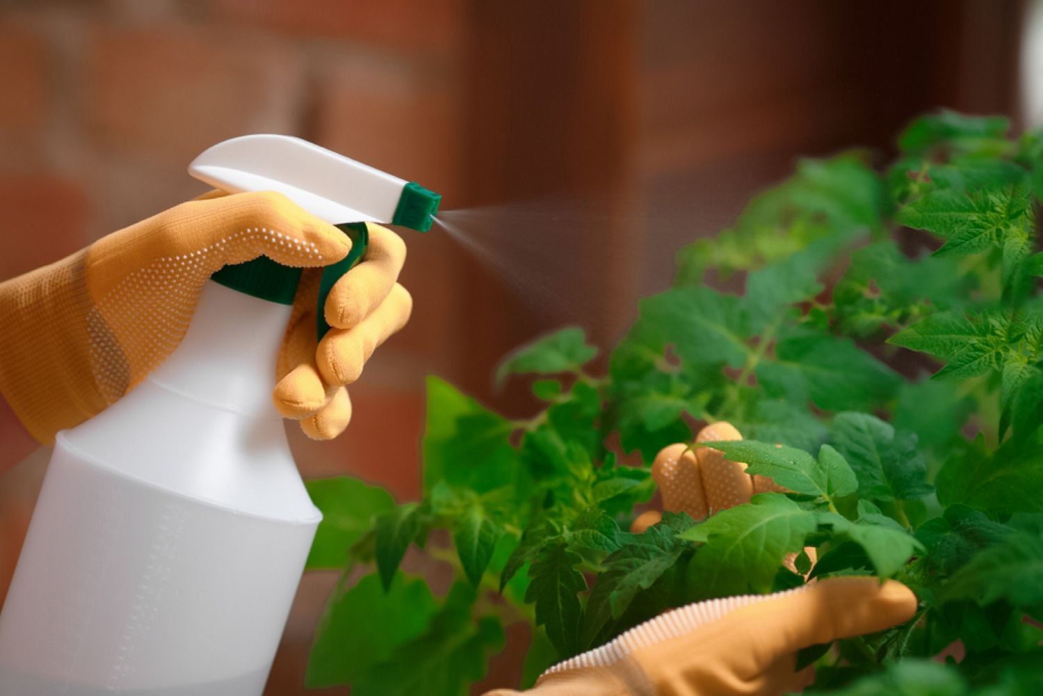 fertiliser les tomates