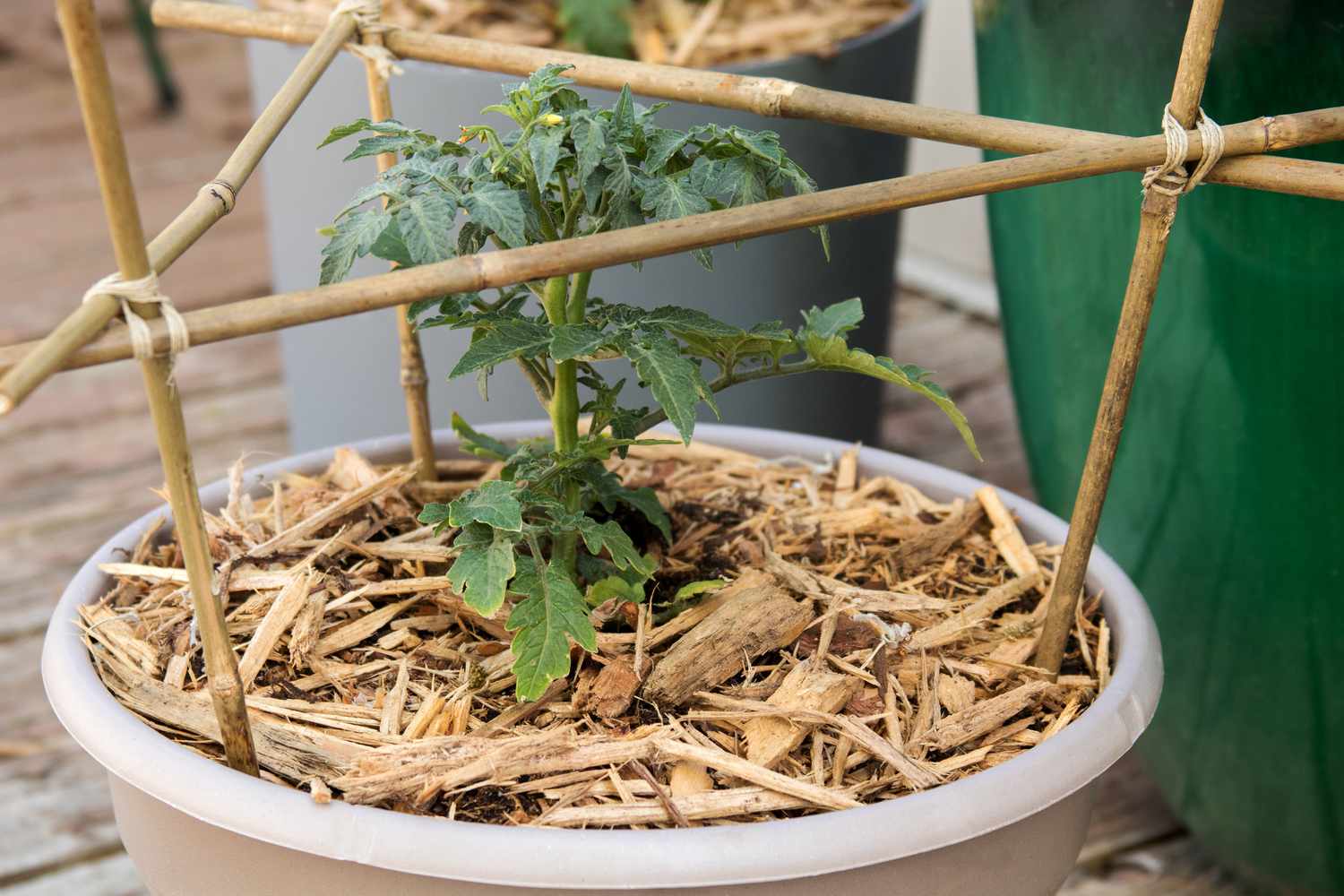 Plante de tomate en pot entourée de paillis et d'un treillis de soutien