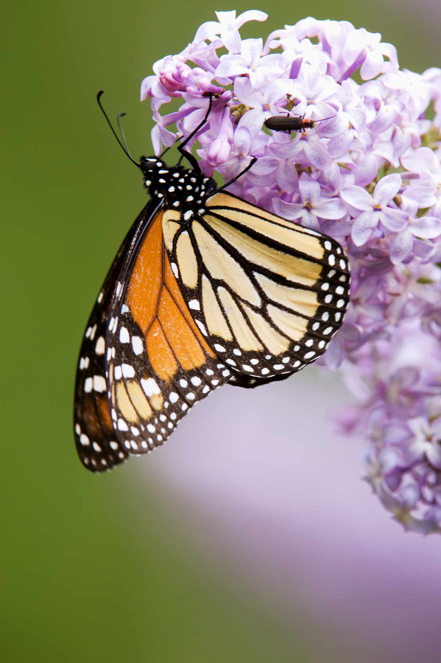 Papillon monarque sur un lilas
