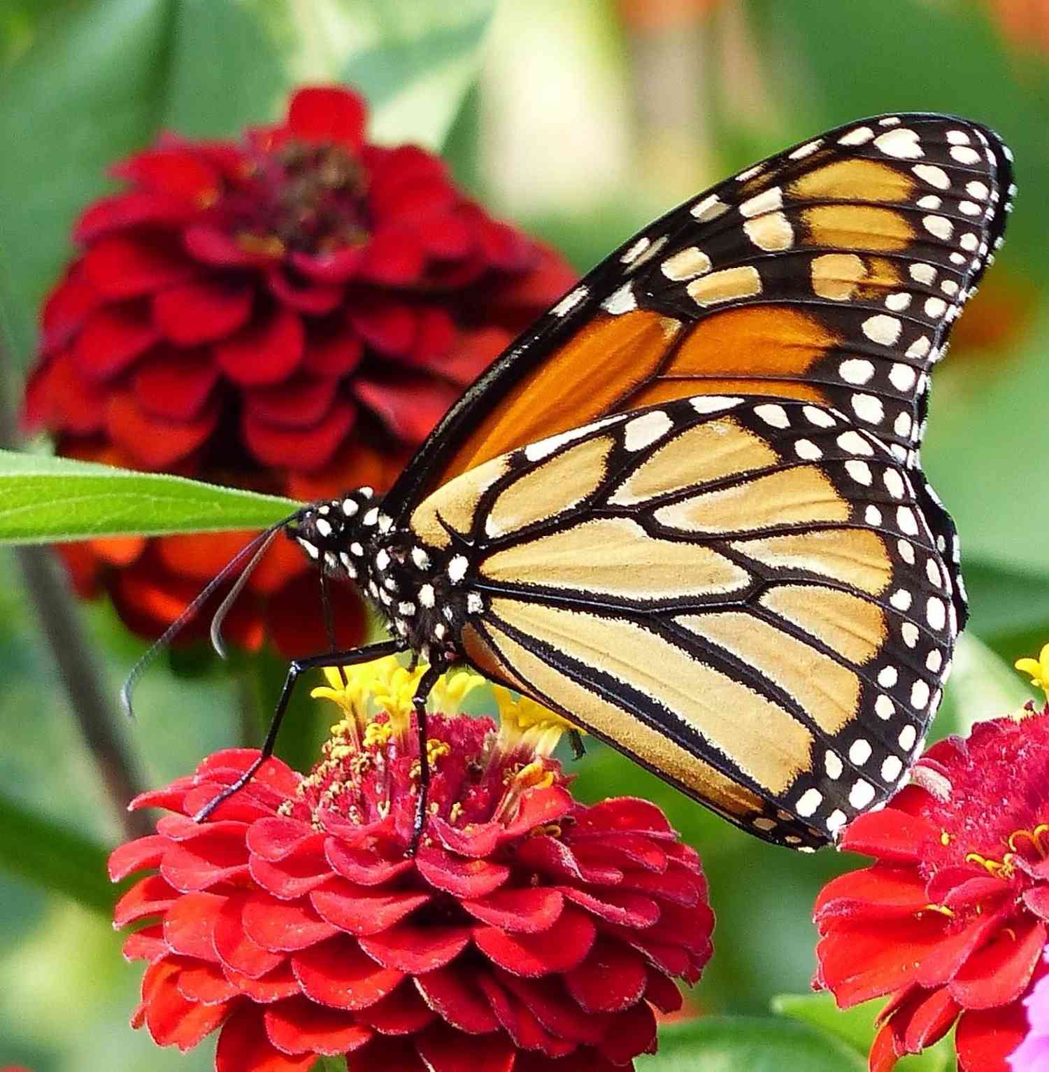 Papillon monarque sur un zinnia