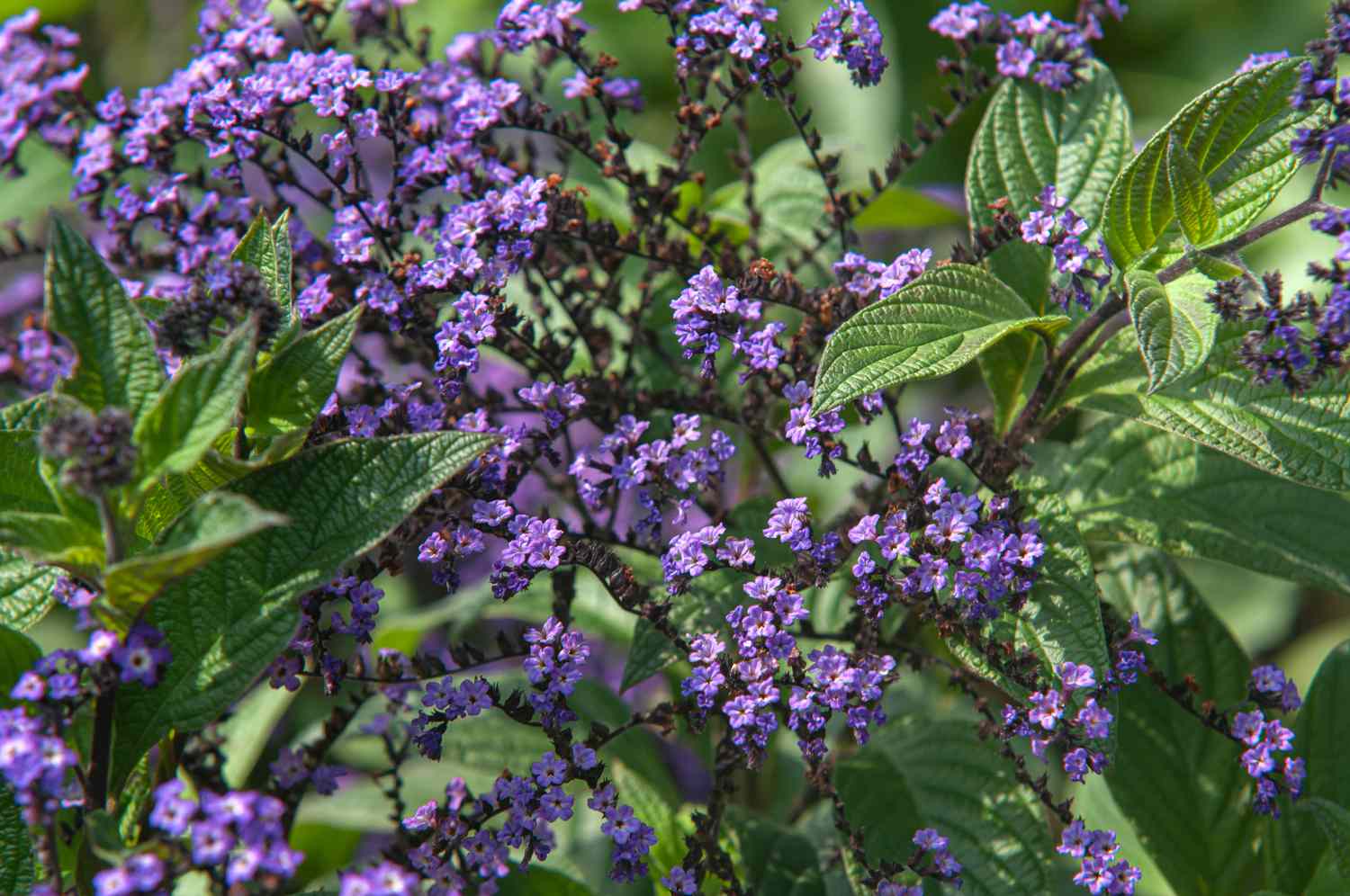 Heliotrope arborescens avec des fleurs et des feuilles violettes