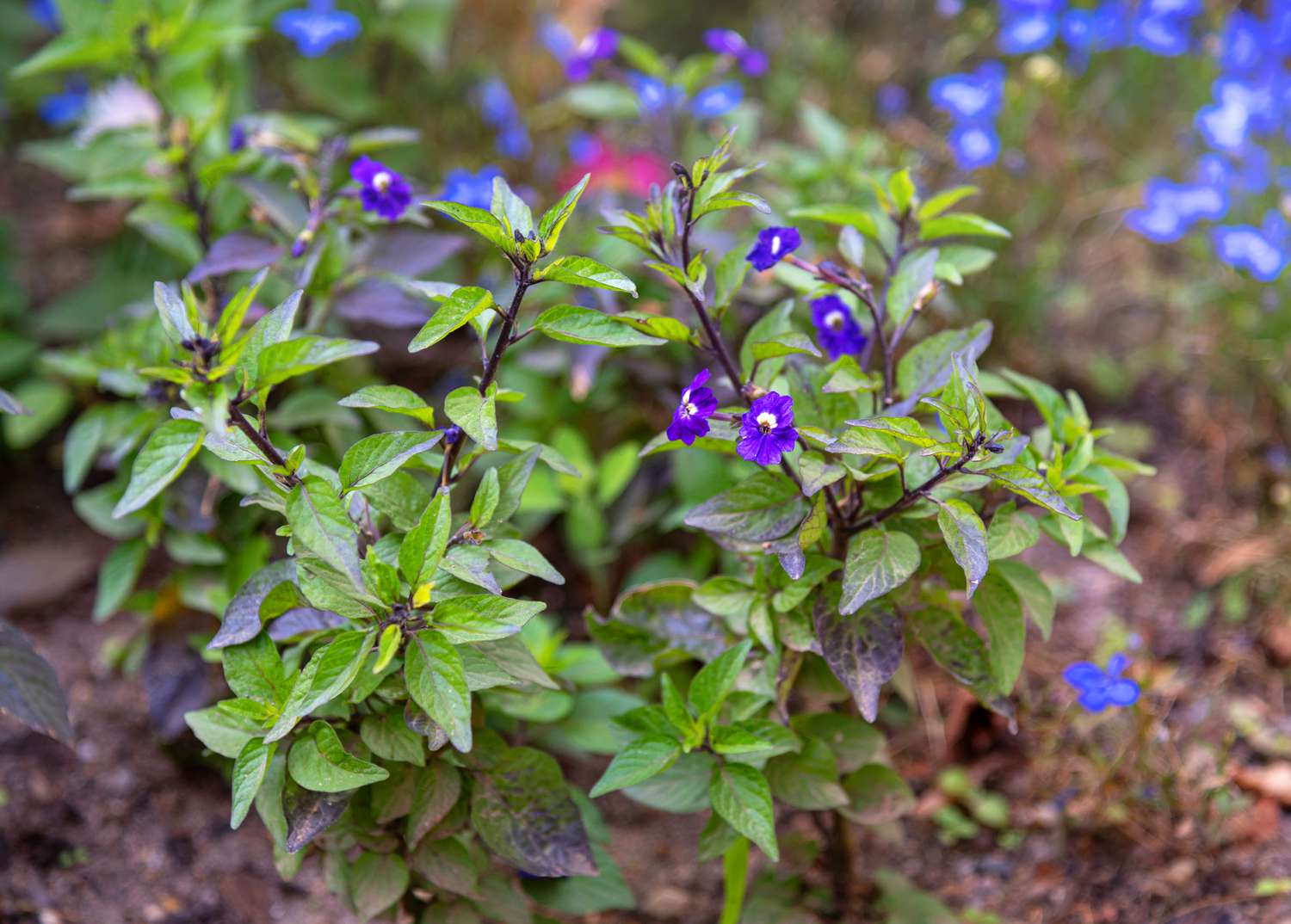 Plante de Browallia avec de petites fleurs d'un violet profond et des feuilles d'un vert éclatant.