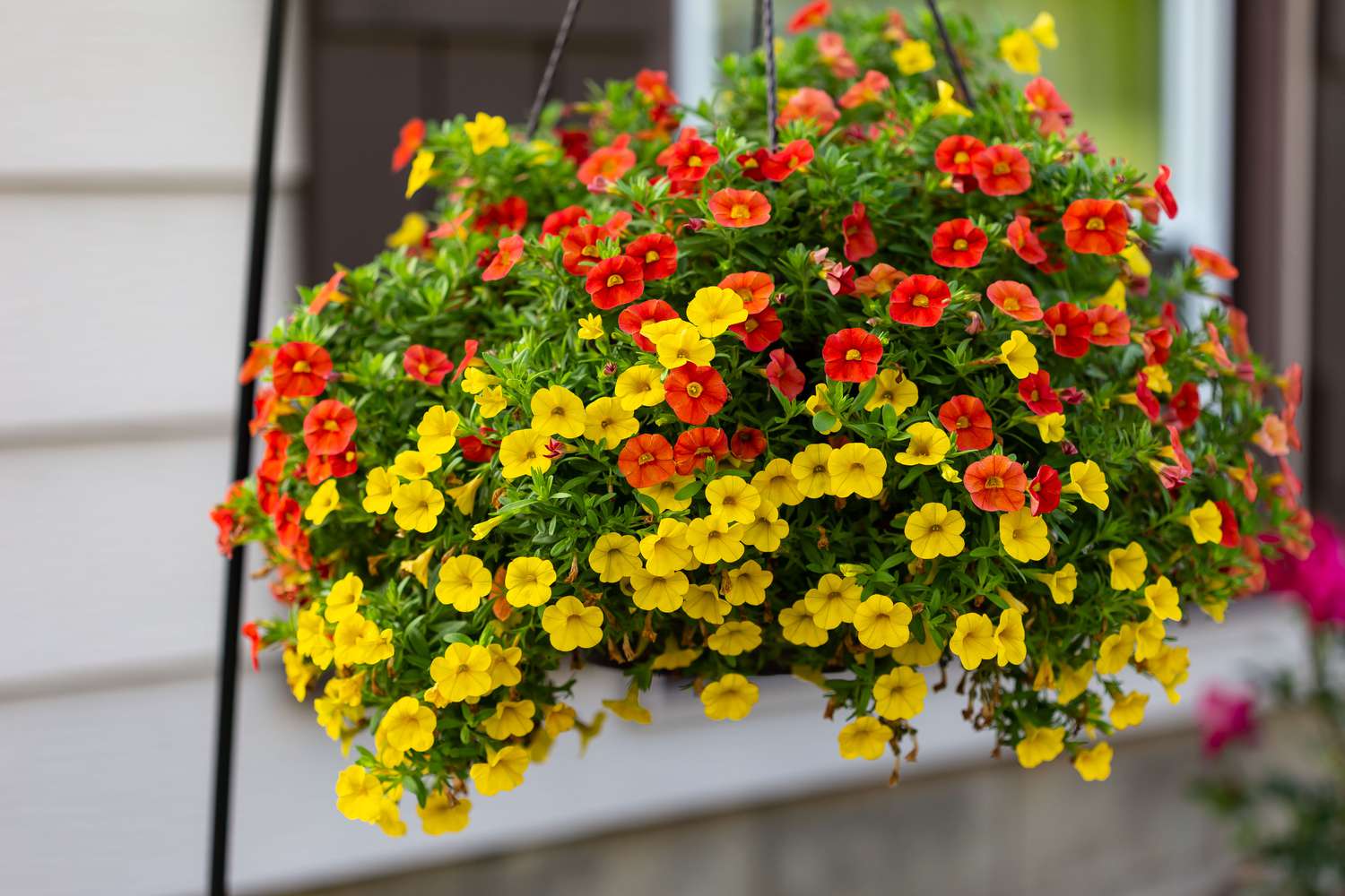 Panier suspendu contenant un mélange de fleurs de millions de cloches rouges et jaunes.