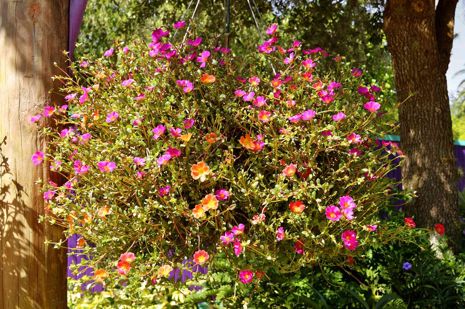 Panier suspendu de Portulaca