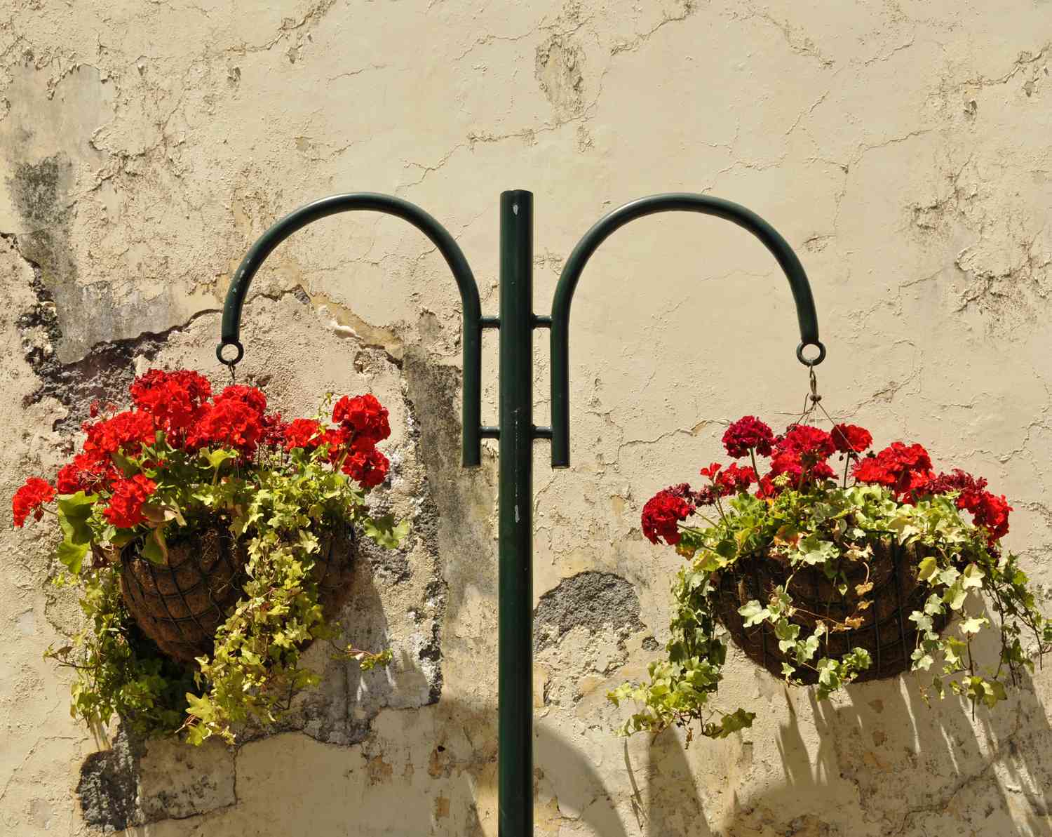 Deux paniers suspendus de pélargoniums rouges