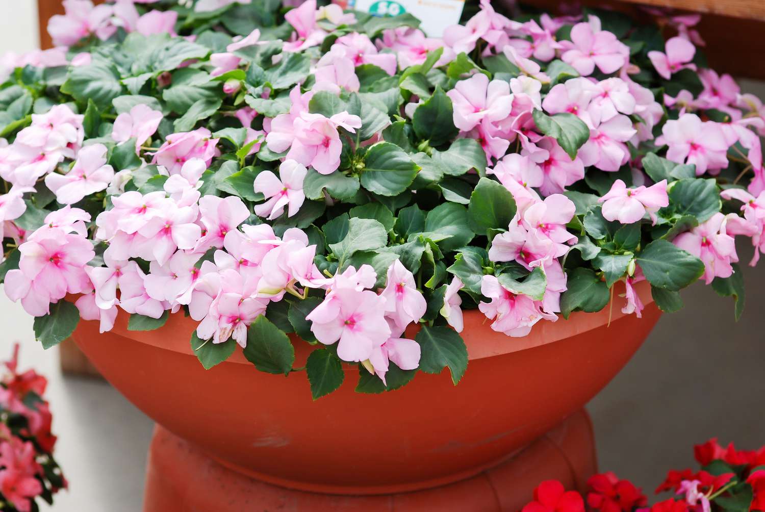 Fleurs roses d'Impatiens (Impatiens walleriana)