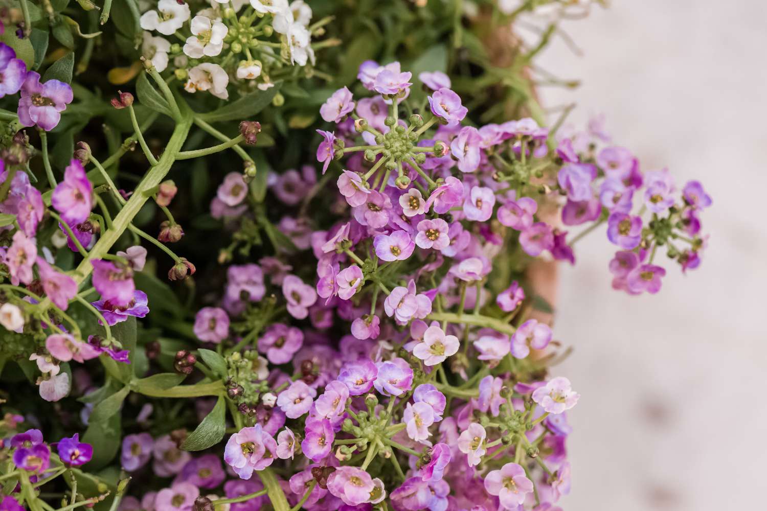 gros plan de l'alyssum doux