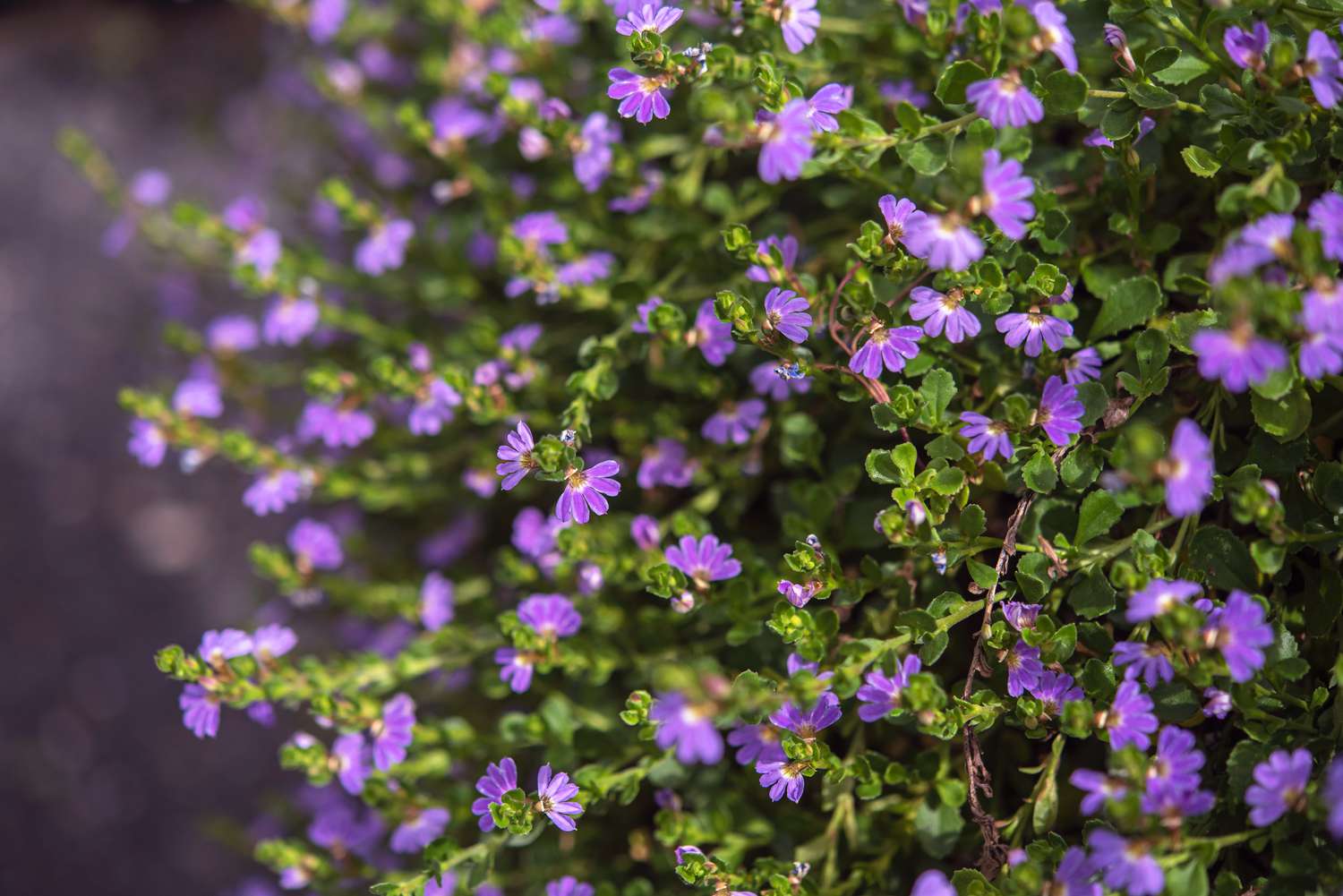 Scaevola avec de petites fleurs violettes sur de fines feuilles vertes gros plan