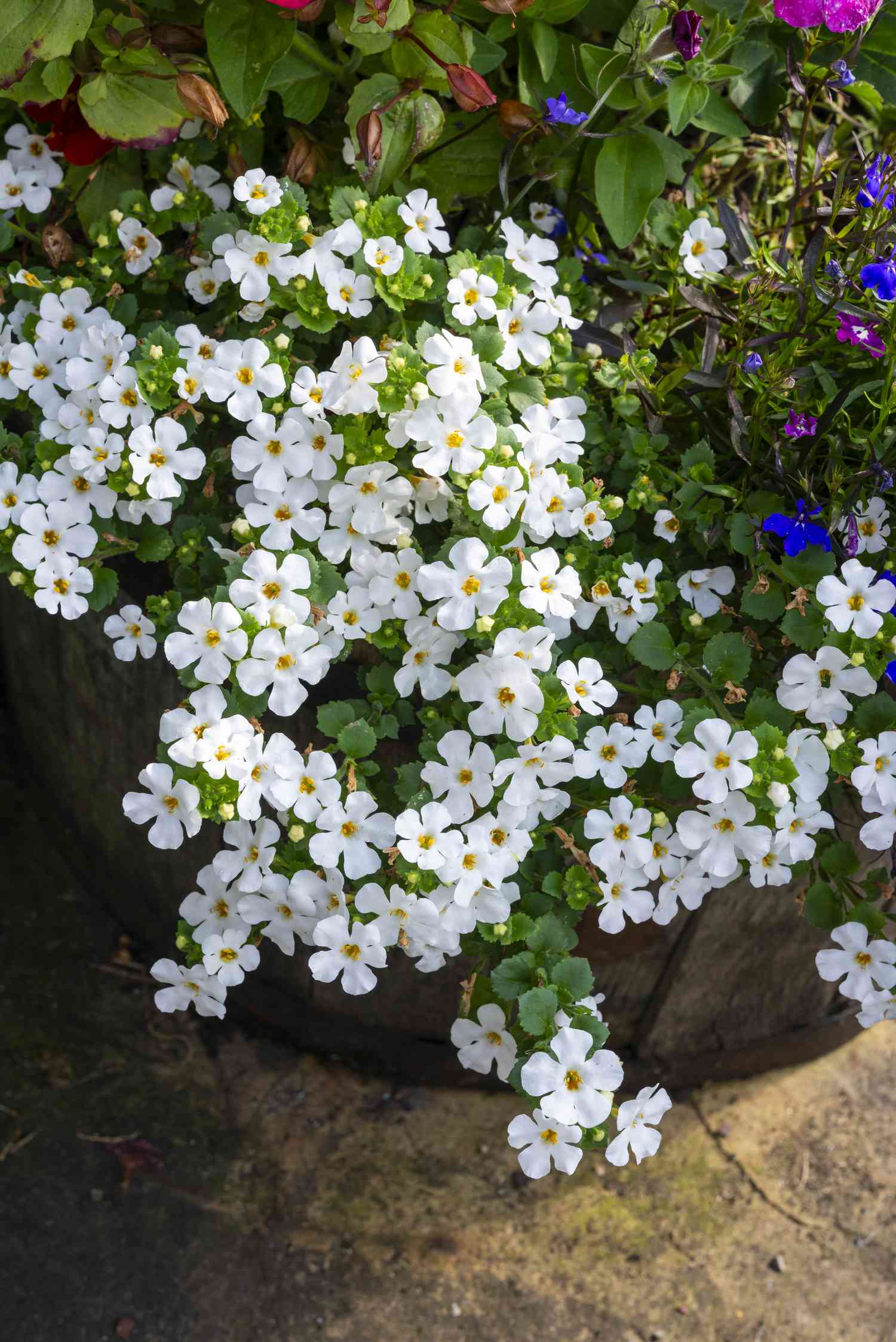 La plante Bacopa