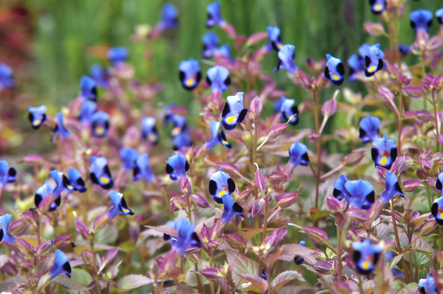 Fleurs en forme d'épine dorsale avec des petites fleurs violet clair et violet foncé sur des tiges rose-vert.