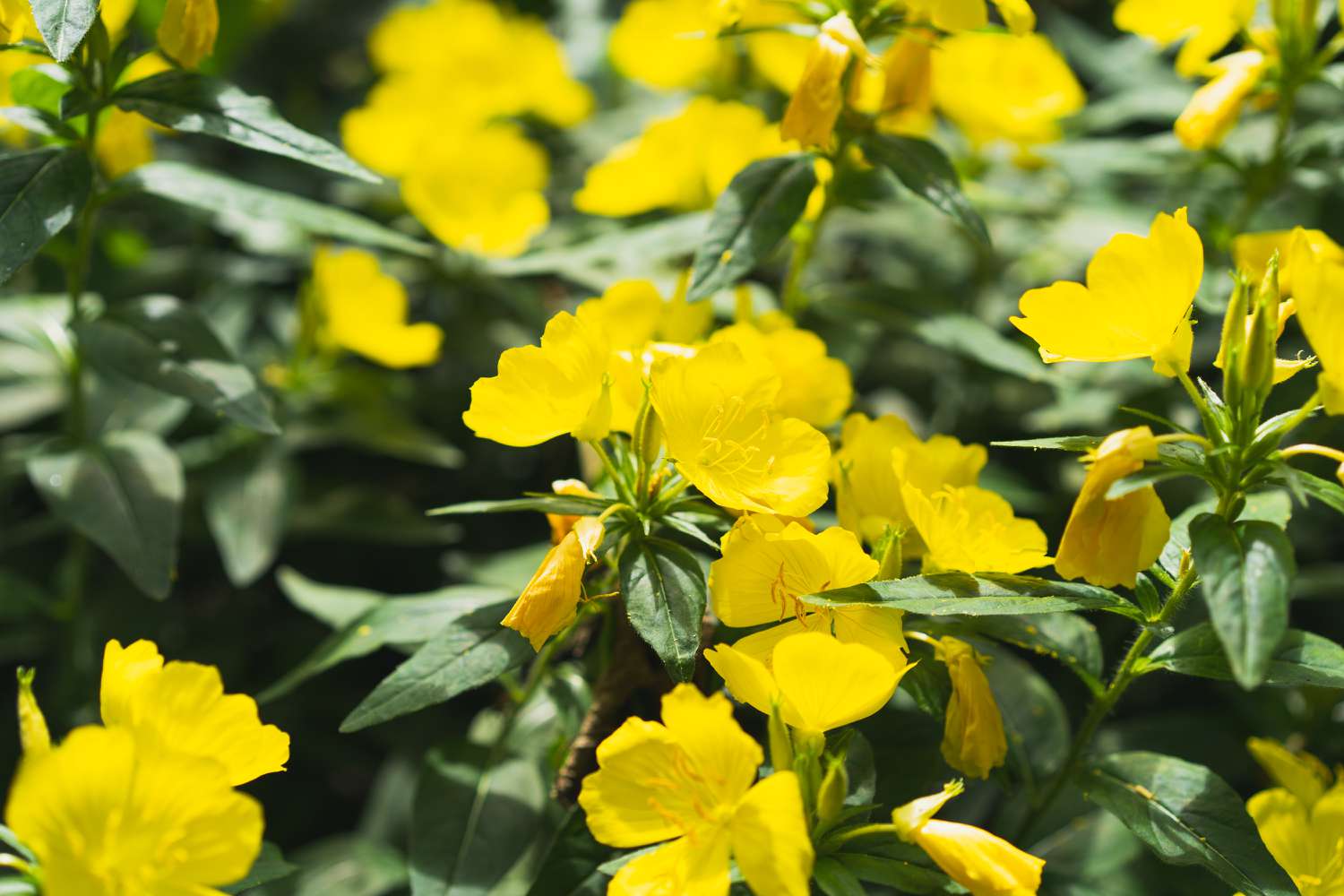 Calylophus fleur jaune