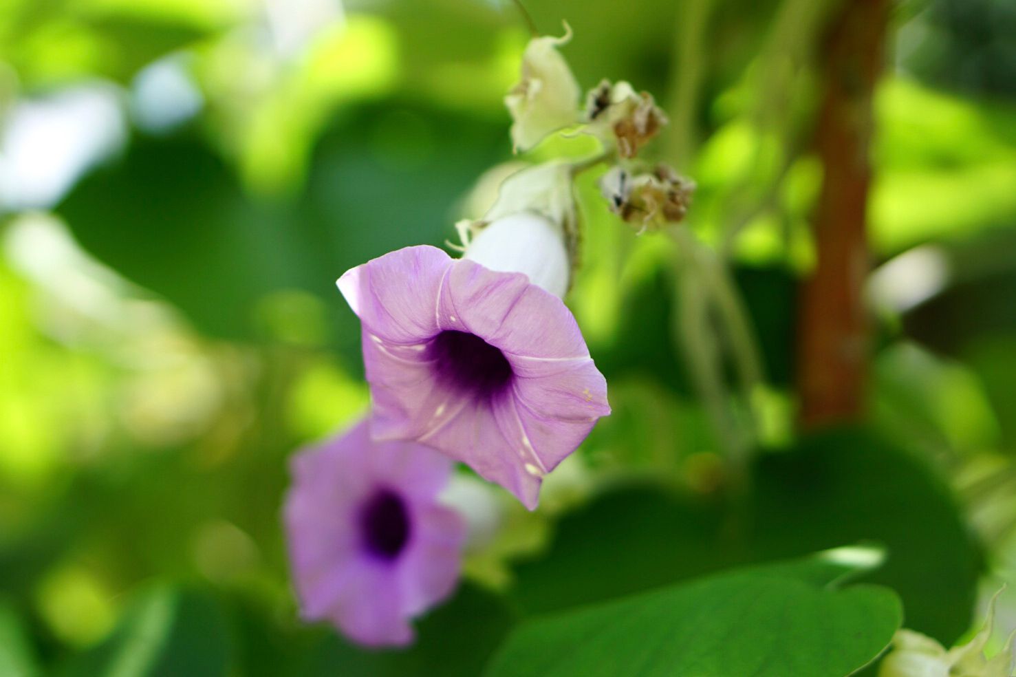 Fleur de gloire du matin avec des pétales violets clairs en forme de coupe, gros plan