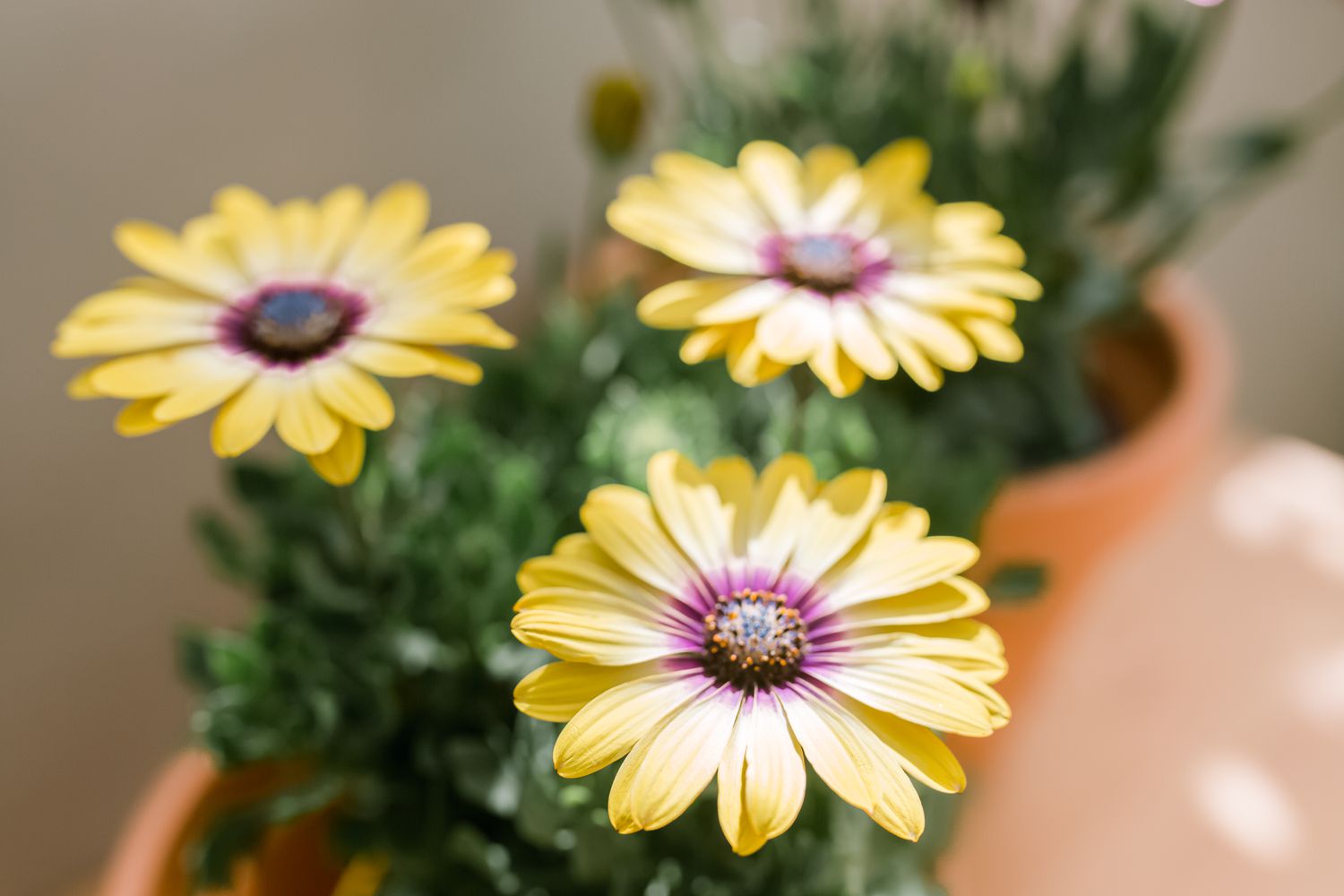 Marguerites africaines symphonie citron