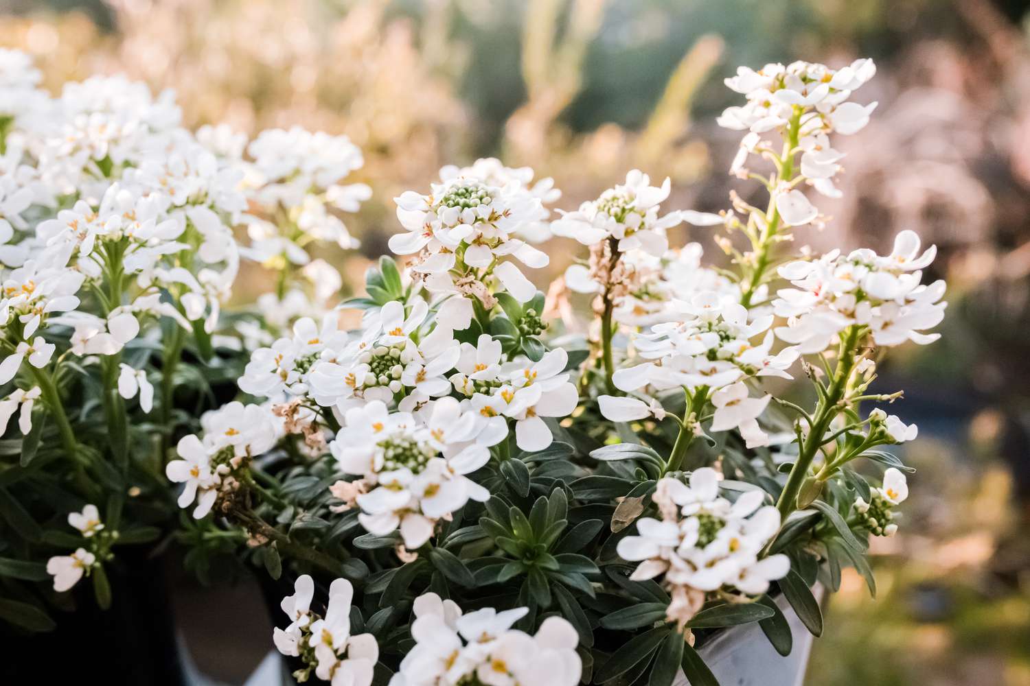 fleurs de candytuft