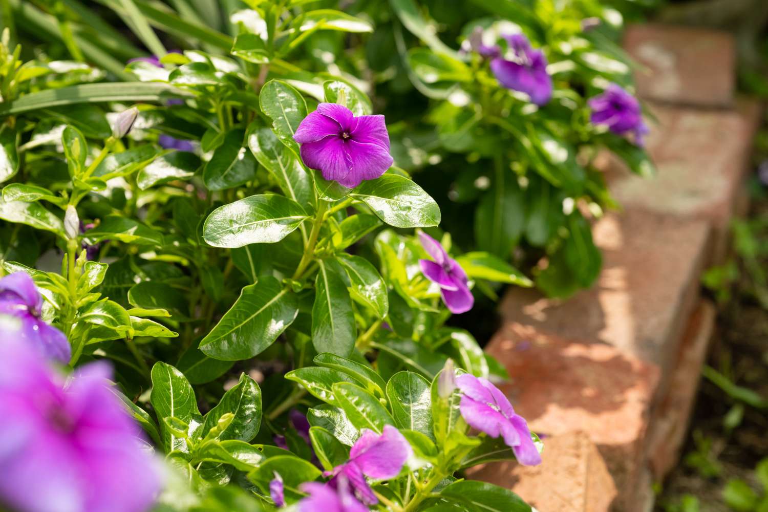 fleurs de vinca annuelles