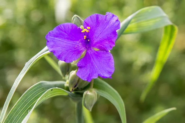 Gros plan sur la fleur violette de l'araignée de mer