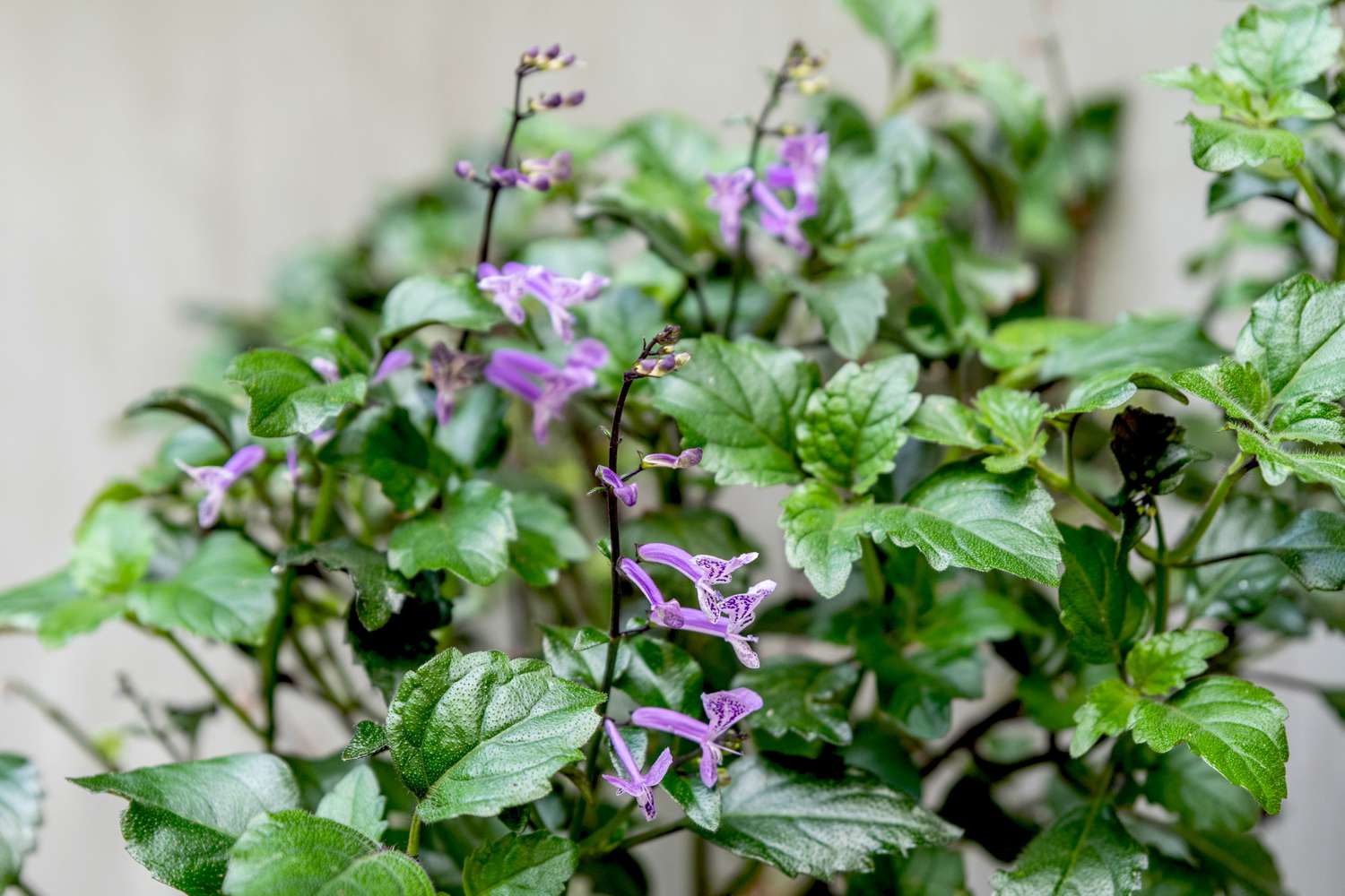 Plante de lavande Mona avec de petites fleurs tubulaires violettes sur de minces épis entourés de feuilles.