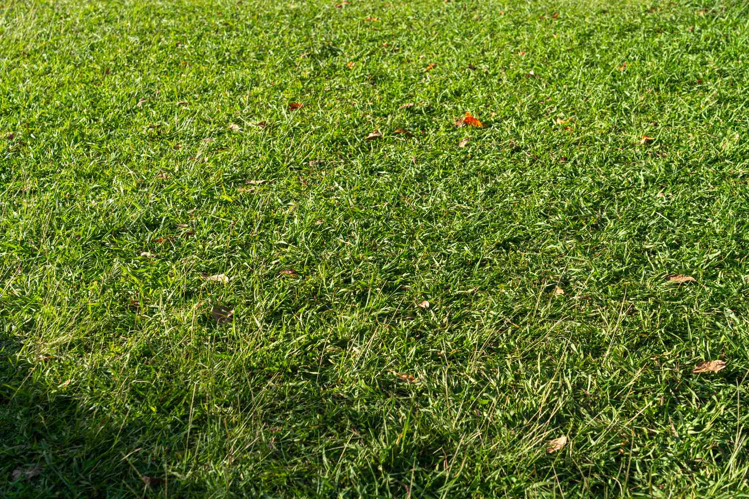 Plan grand angle tiré d'une pelouse en tapis.
