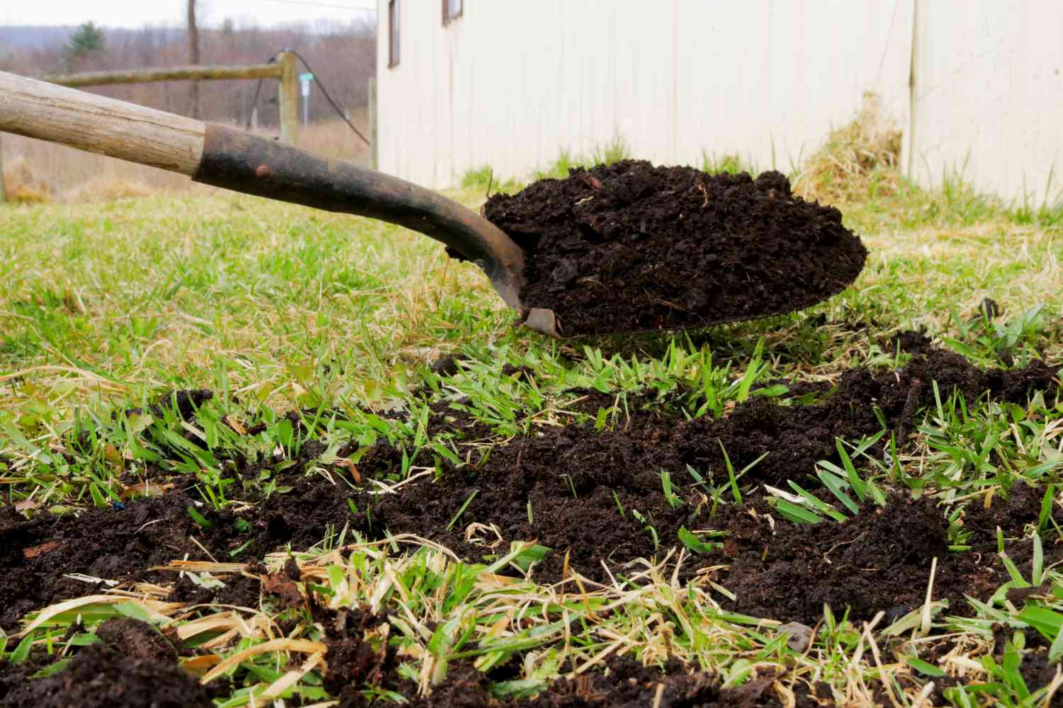 Ajout de compost à la pelouse pour le terreautage à la pelle