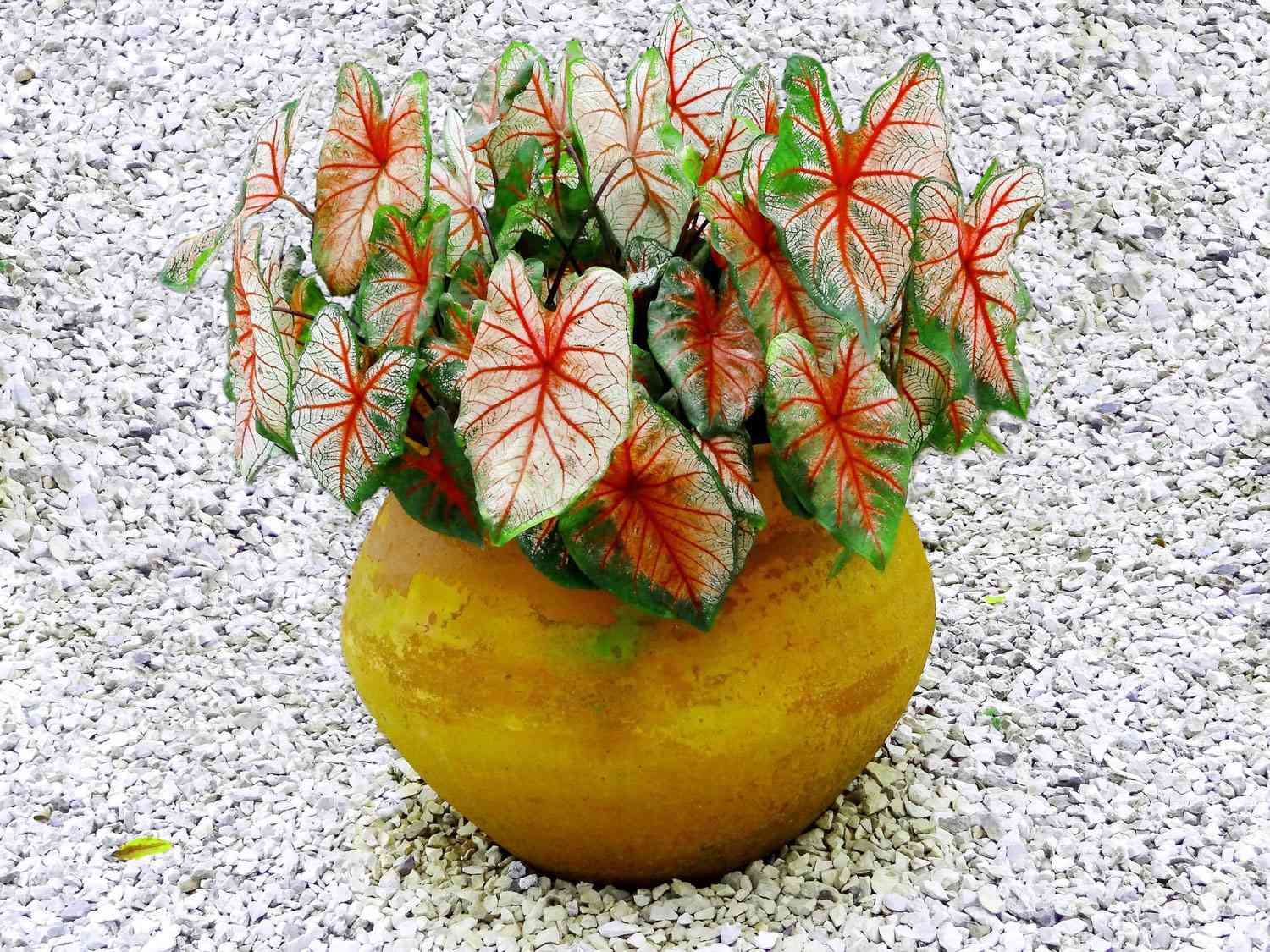 Conteneur de caladium