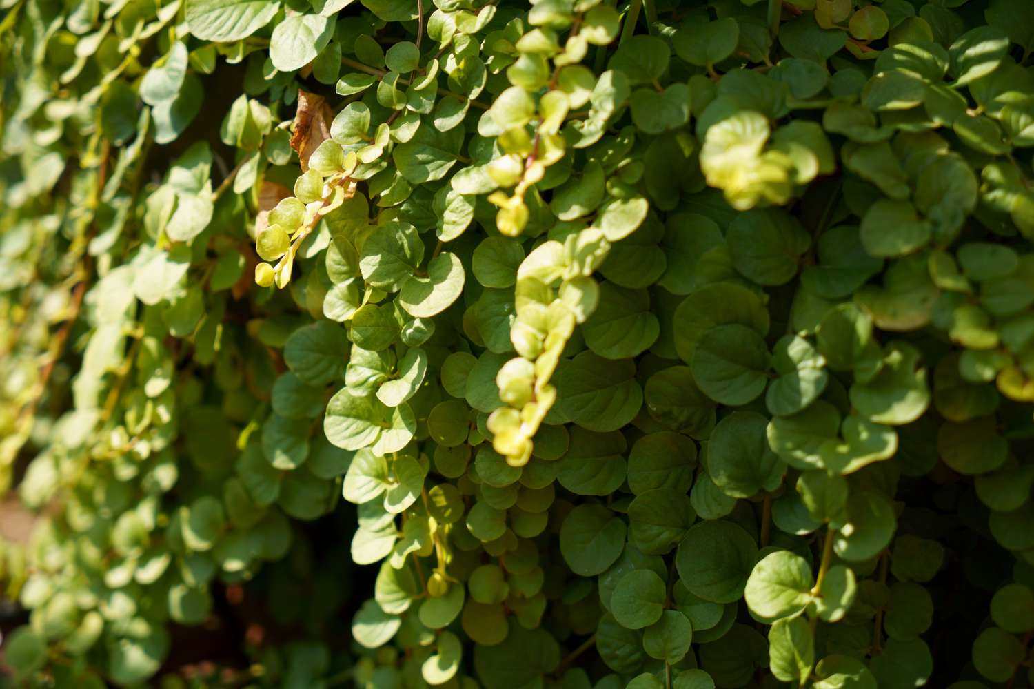 Plantes de Jenny rampante