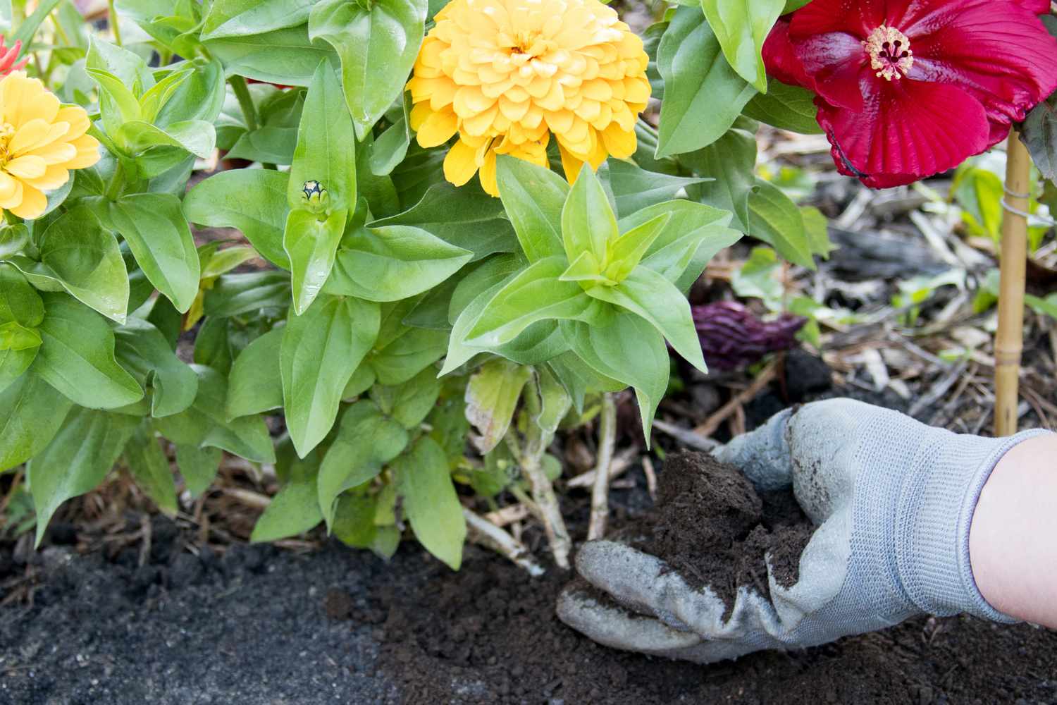 Ajout de compost frais sous un parterre de fleurs jaunes et rouges