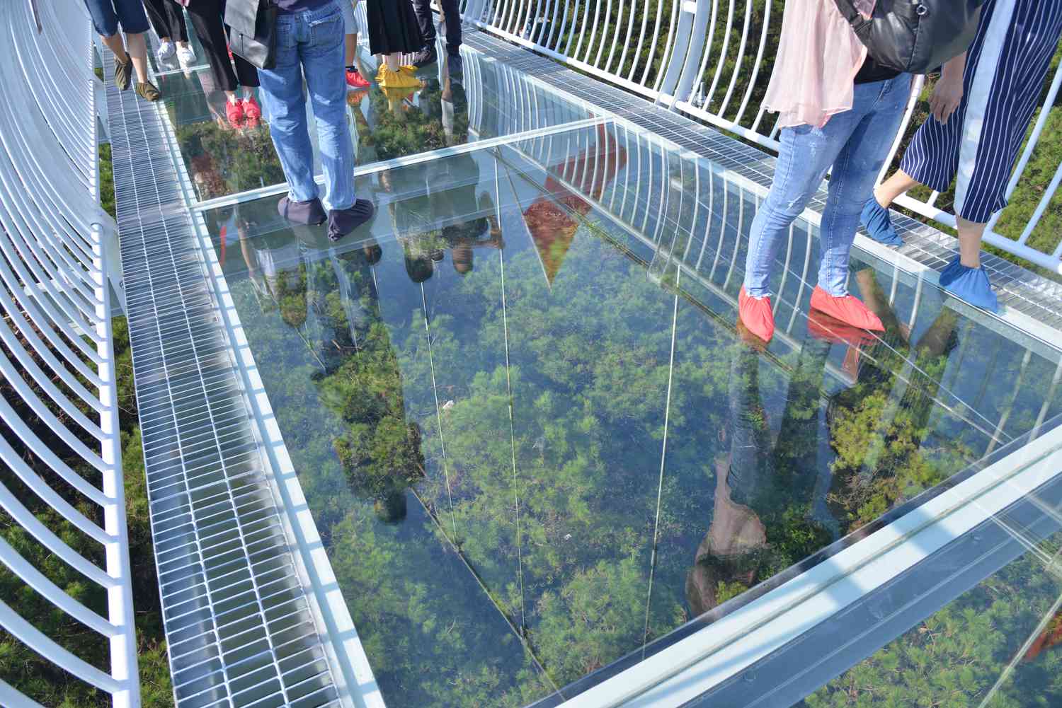 Personnes marchant sur une passerelle en verre au-dessus d'arbres.