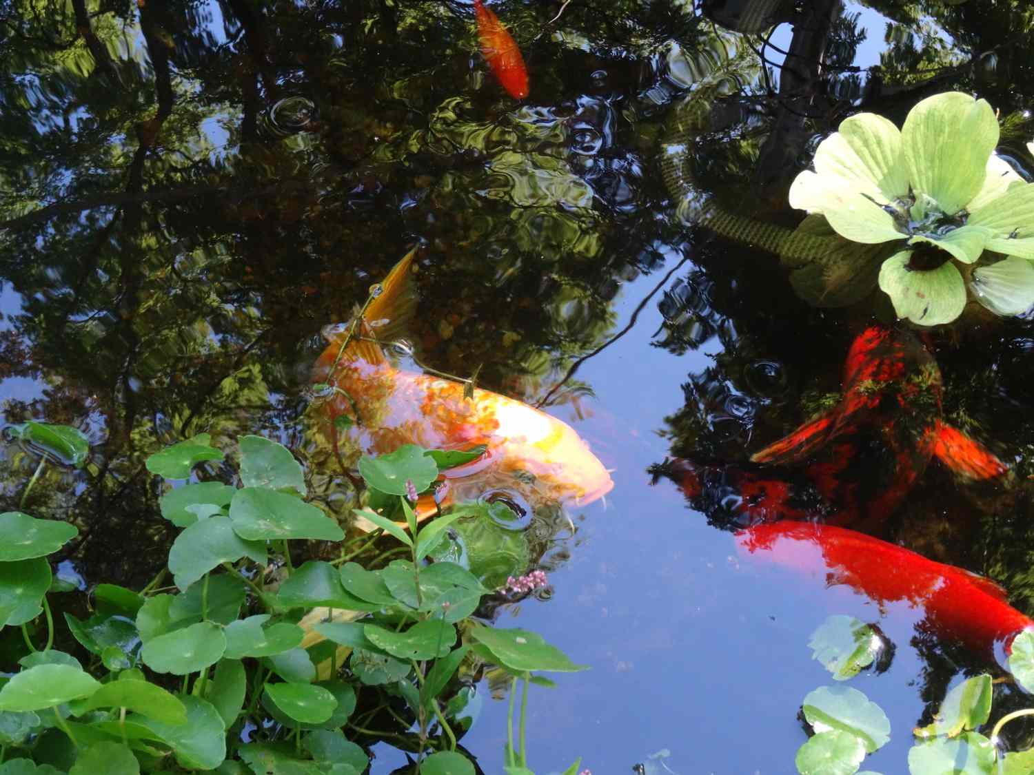 Un mini jardin d'eau avec des poissons koï orange.