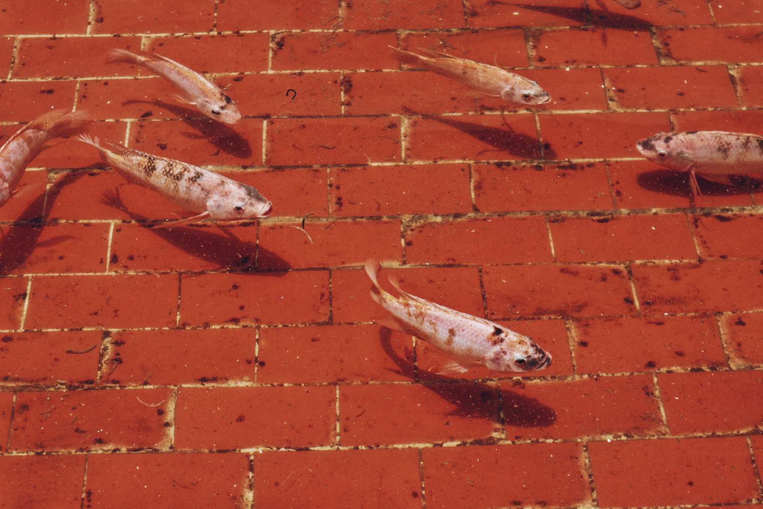 Poissons koi blancs nageant dans un étang en briques rouges.