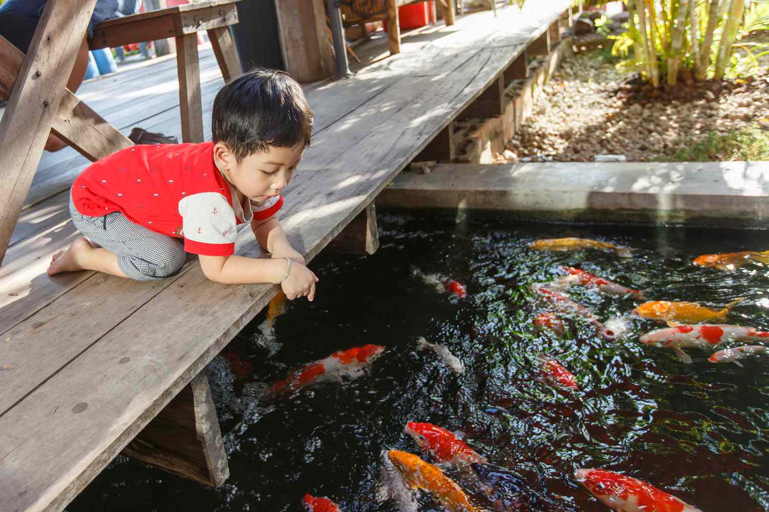 Un enfant s'agenouille sur une plate-forme en bois pour observer des poissons koi.