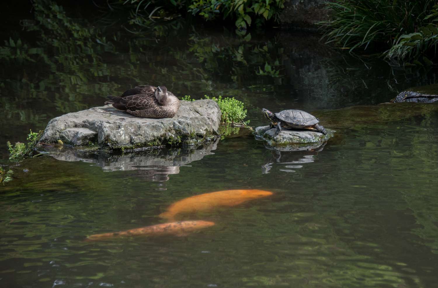 Des rochers au milieu d'un étang de carpes koï avec une tortue et un canard sur le dessus.