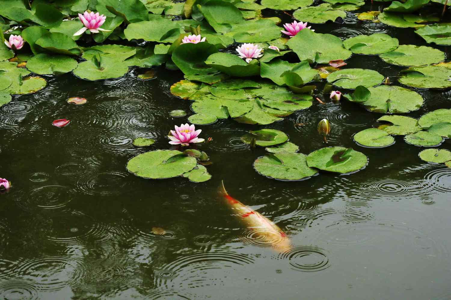 Un poisson koï nageant sous des nénuphars verts.