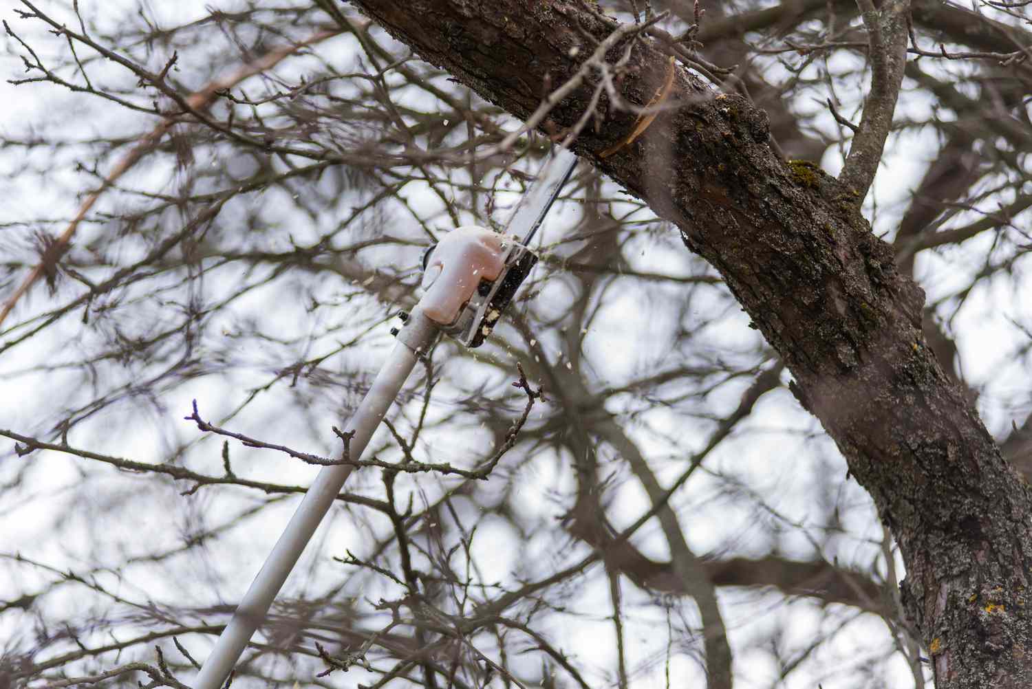 Tronçonneuse à perche coupant une branche d'arbre au printemps