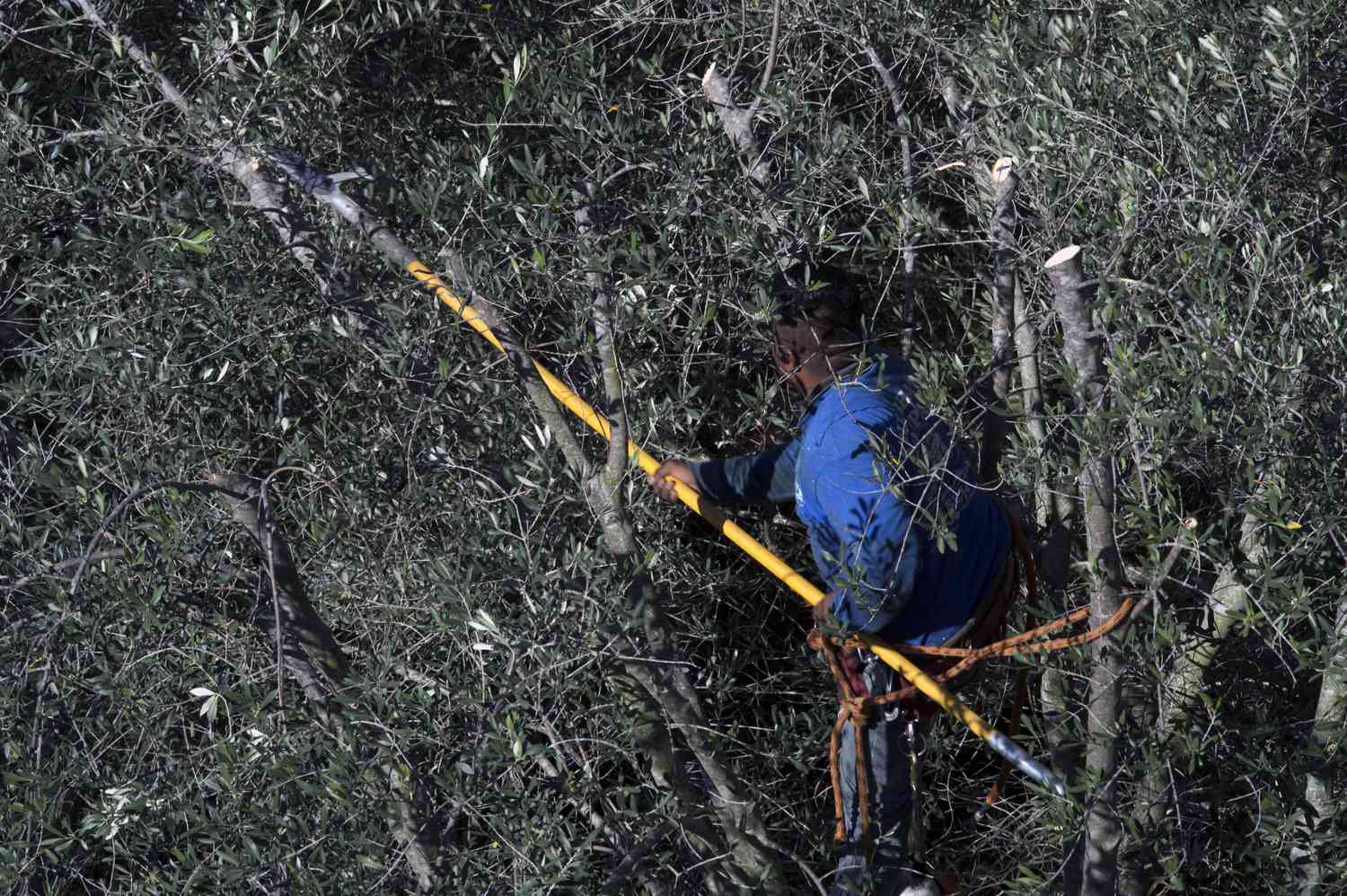 Personne taillant des arbres à l'aide d'élagueurs sur perche