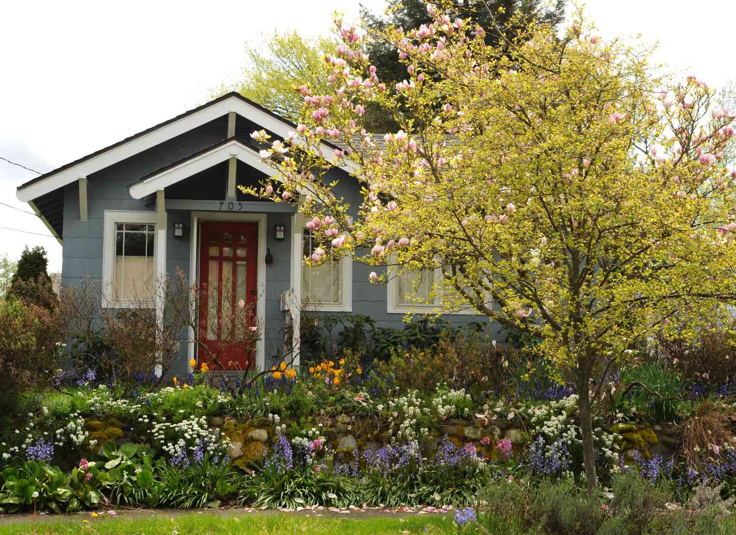 Jardin fleuri au printemps avec un magnolia rose