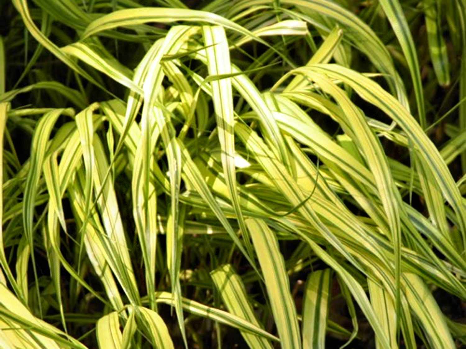 Herbe de la forêt japonaise dorée (Hakonechloa macra &#39;Aureola&#39 ; )