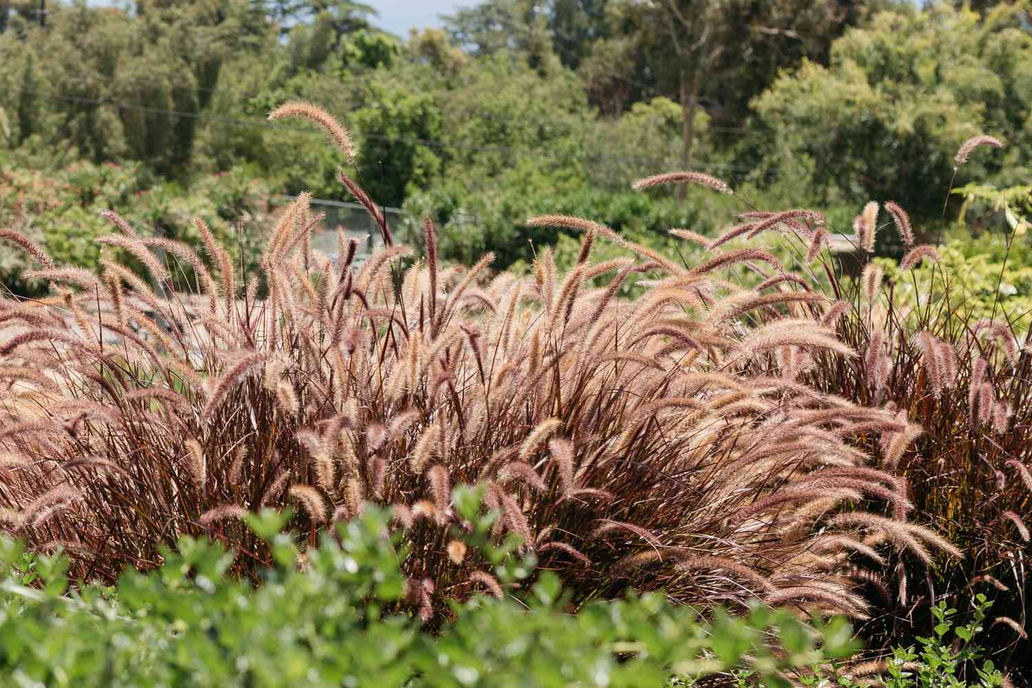 Pennisetum setaceum 'Rubrum' (Pennisetum setaceum 'Rubrum')