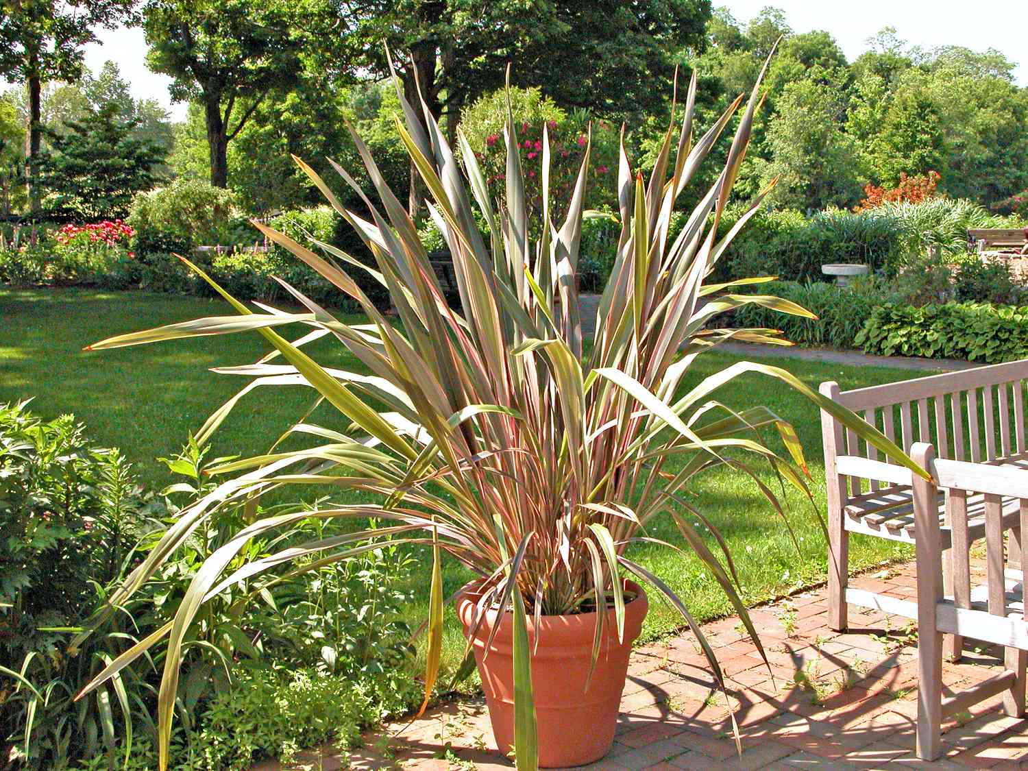 Lin de Nouvelle-Zélande (Phormium tenax et hybrides)