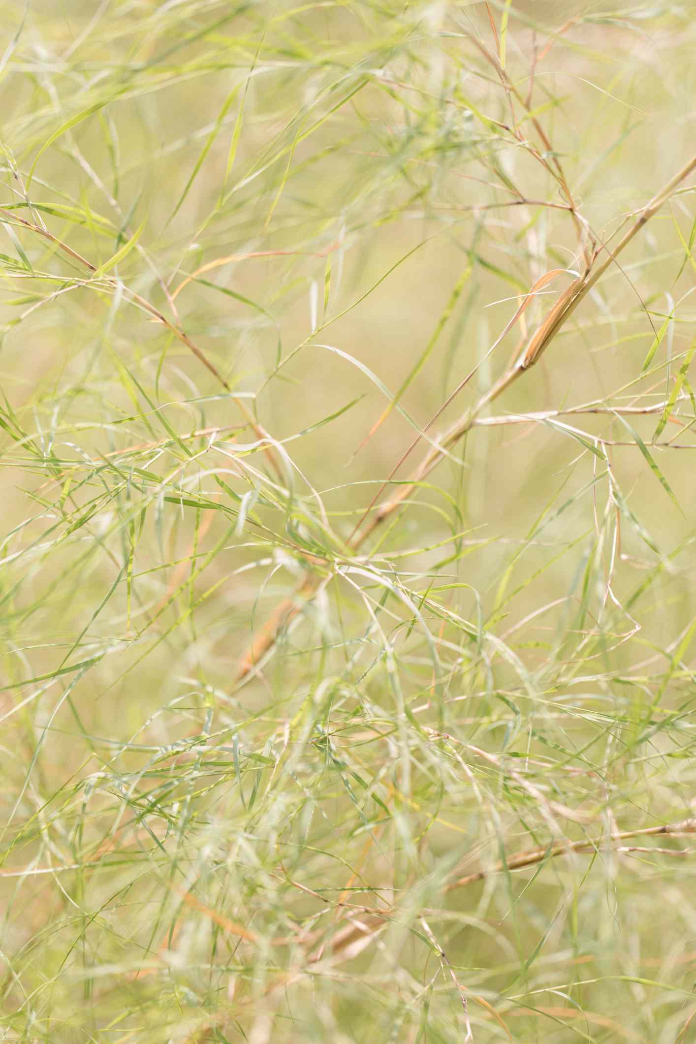 Muhlenbergia bambou (Muhlenbergia dumosa)