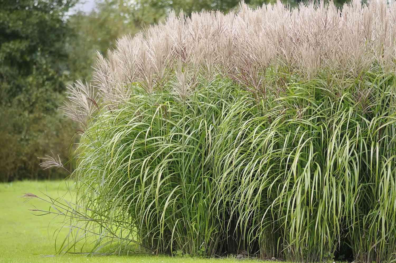 Herbe argentée du Japon (Miscanthus sinensis) &#39;Rotfuchs&#39 ;