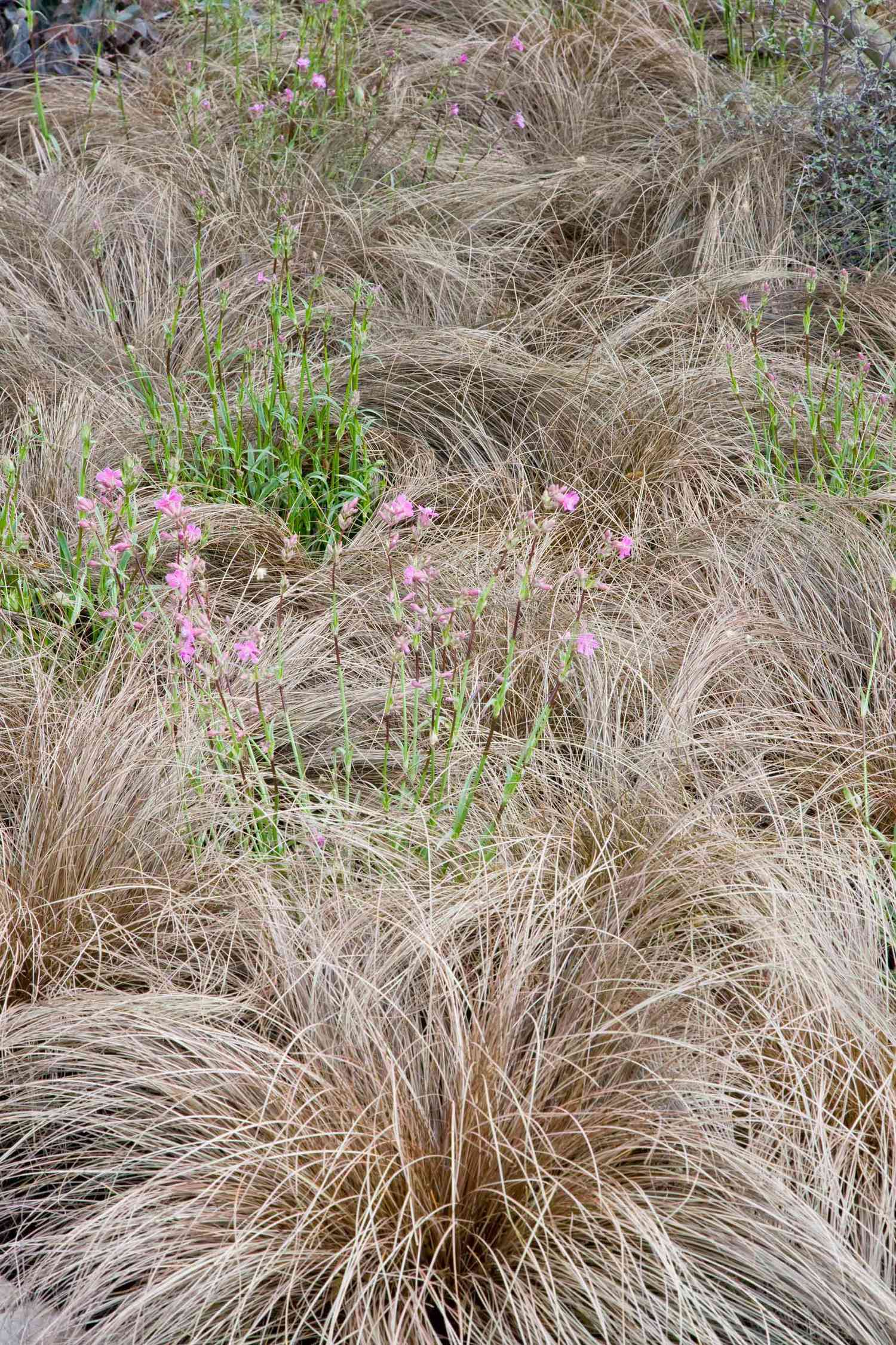 Carex buchananii avec Silene dioica var. Campion dans une plantation naturaliste, Chelsea Flower Show 2008