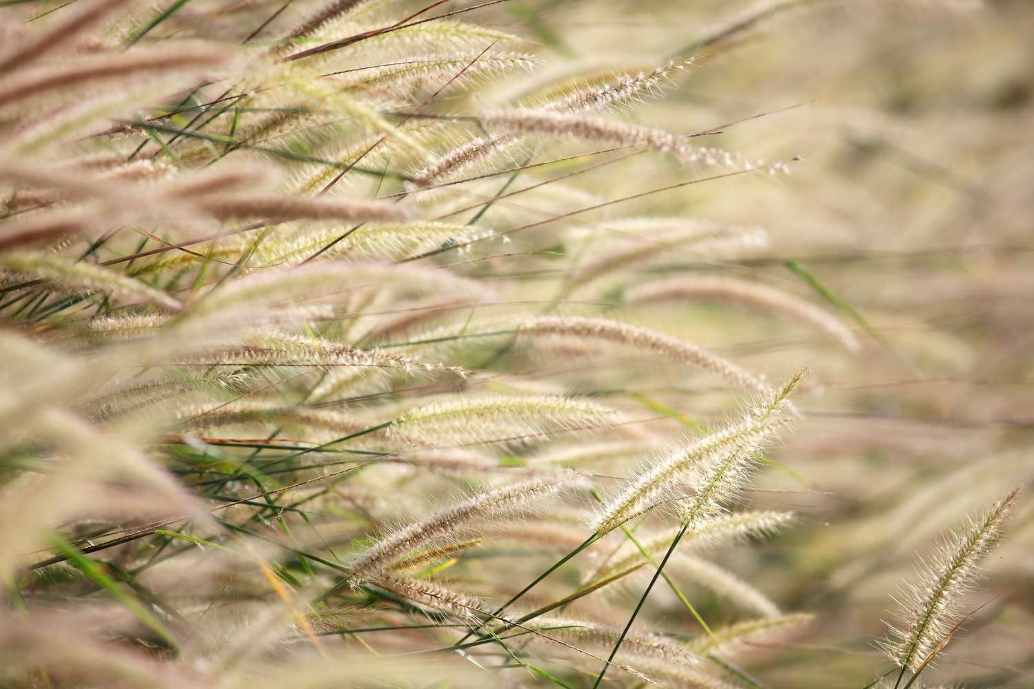 gros plan de l'arrière-plan de l'herbe à roseaux.